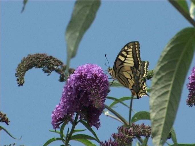 Schwalbenschwanz ( Papilio machaon ), auf Sommerflieder : Nettetal, NABU Naturschutzhof, 03.08.2005